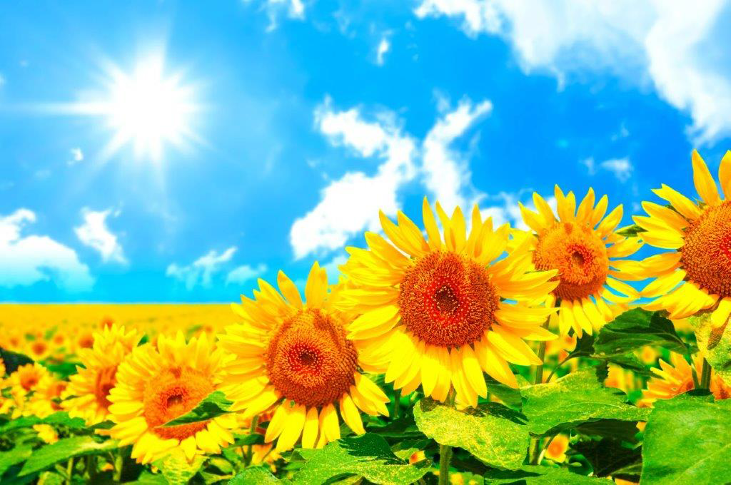 小学校受験模試イメージ